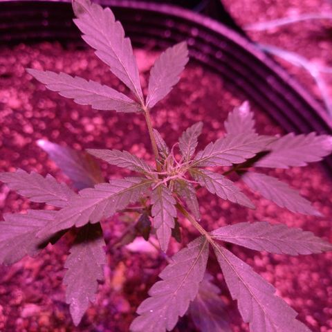 Victoria growlog timeline photo