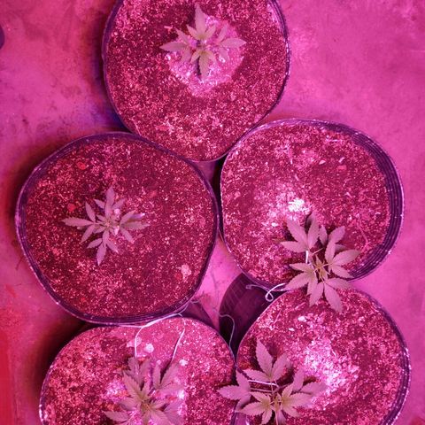 Agostina growlog timeline photo
