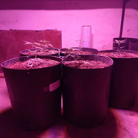 Agostina growlog timeline photo
