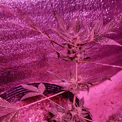Agostina growlog photo: Agosto
