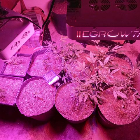 Agostina growlog photo: Plantas