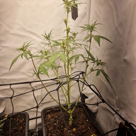 Biscotti Automatic growlog timeline photo
