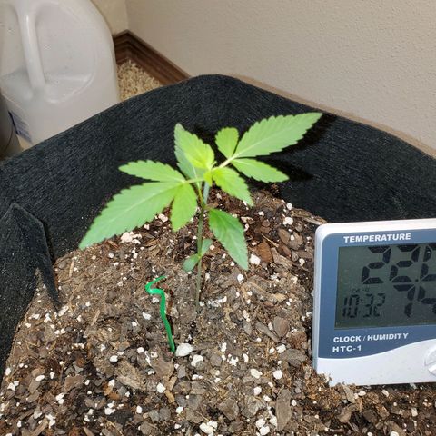 Zkittlez OG Auto growlog timeline photo