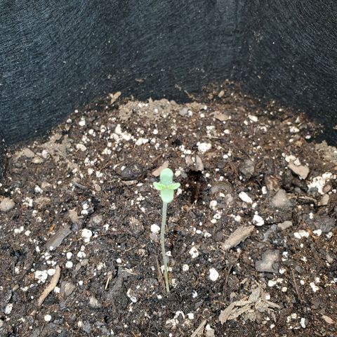 Zkittlez OG Auto growlog timeline photo