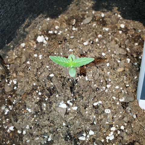 Zkittlez OG Auto growlog timeline photo