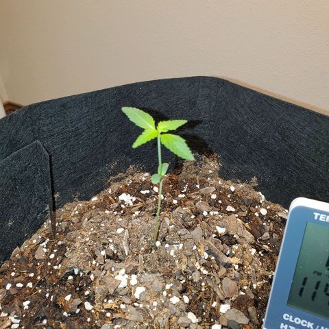 Zkittlez OG Auto growlog timeline photo
