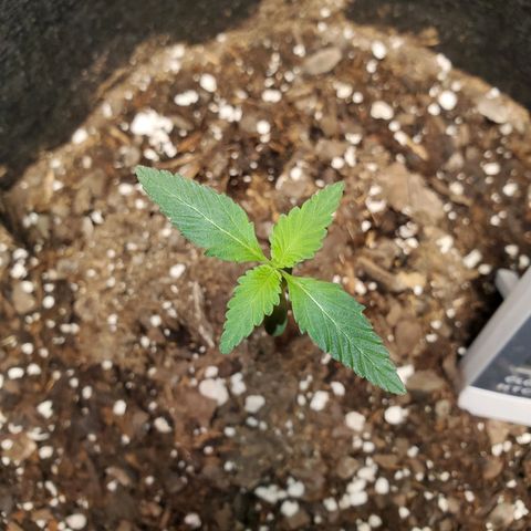 Zkittlez OG Auto growlog timeline photo