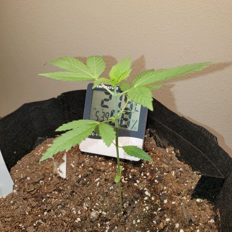 Zkittlez OG Auto growlog timeline photo