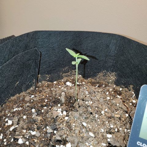 Zkittlez OG Auto growlog timeline photo