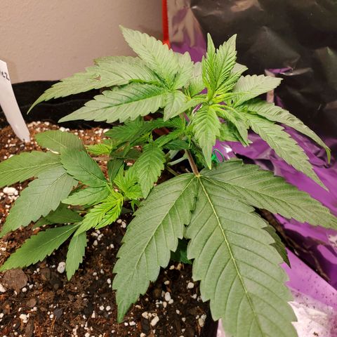 Zkittlez OG Auto growlog timeline photo