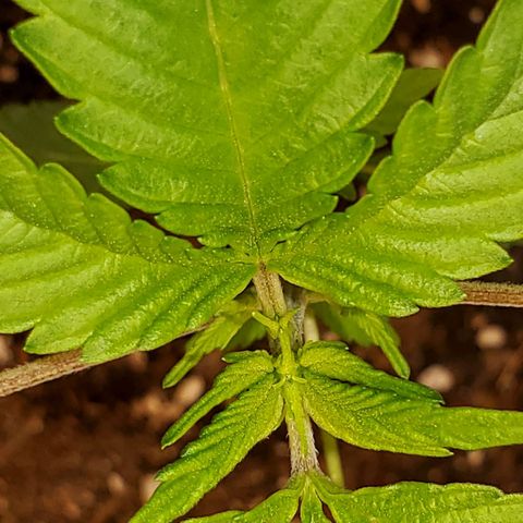 Zkittlez OG Auto growlog timeline photo