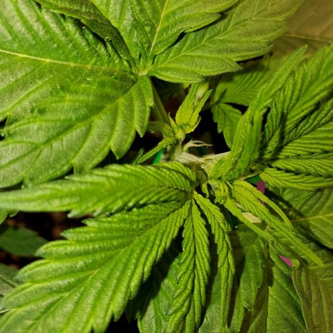 Zkittlez OG Auto growlog timeline photo