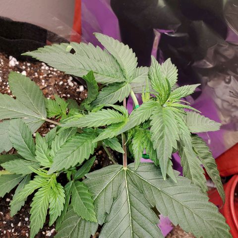 Zkittlez OG Auto growlog timeline photo