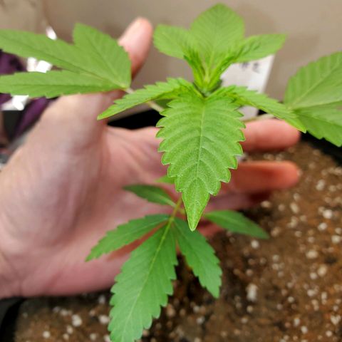 Zkittlez OG Auto growlog timeline photo