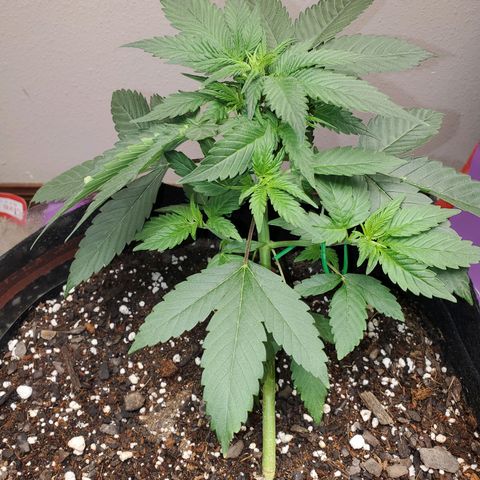 Zkittlez OG Auto growlog photo: 4 weeks old tomorrow 