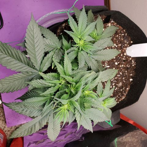 Zkittlez OG Auto growlog photo: 34 days from seed 