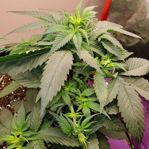 Zkittlez OG Auto growlog timeline photo