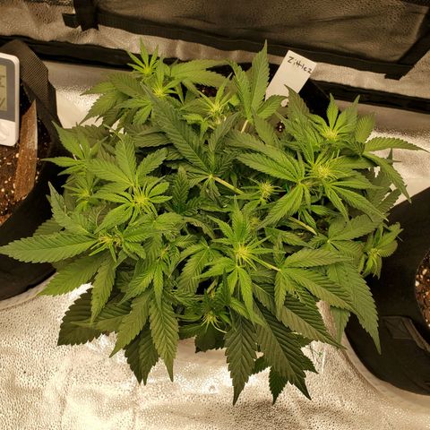 Zkittlez OG Auto growlog photo: She's doing great. Flowering has begun 