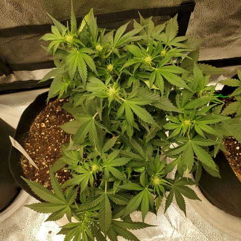 Zkittlez OG Auto growlog timeline photo
