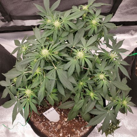 Zkittlez OG Auto growlog timeline photo