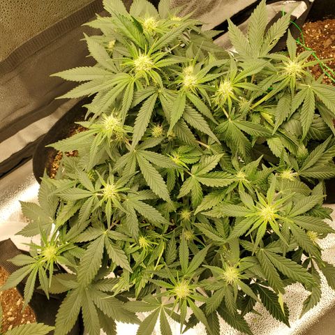 Zkittlez OG Auto growlog photo: Week 2 of flower 