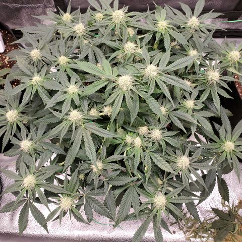 Zkittlez OG Auto growlog timeline photo