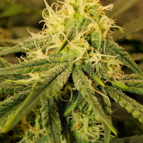 Zkittlez OG Auto growlog timeline photo