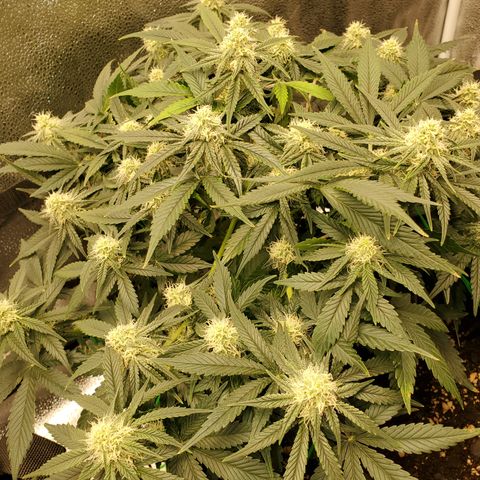 Zkittlez OG Auto growlog timeline photo