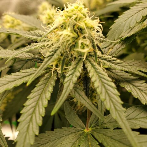Zkittlez OG Auto growlog timeline photo