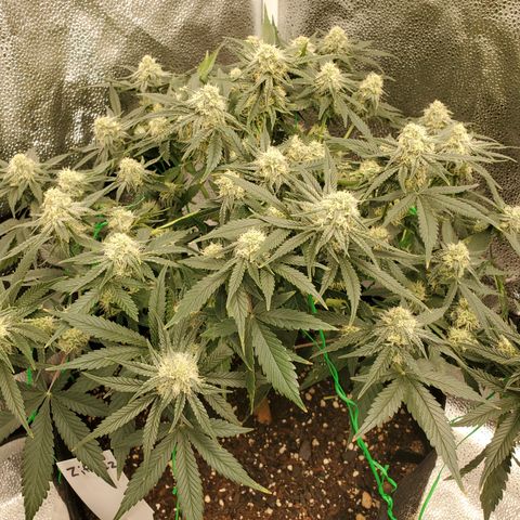 Zkittlez OG Auto growlog timeline photo