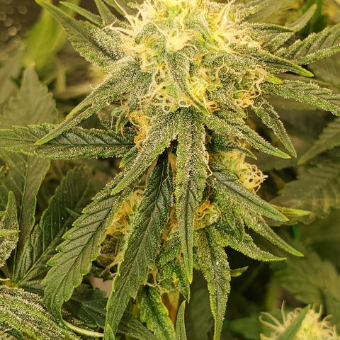 Zkittlez OG Auto growlog timeline photo