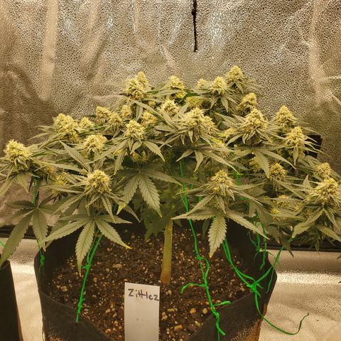 Zkittlez OG Auto growlog timeline photo