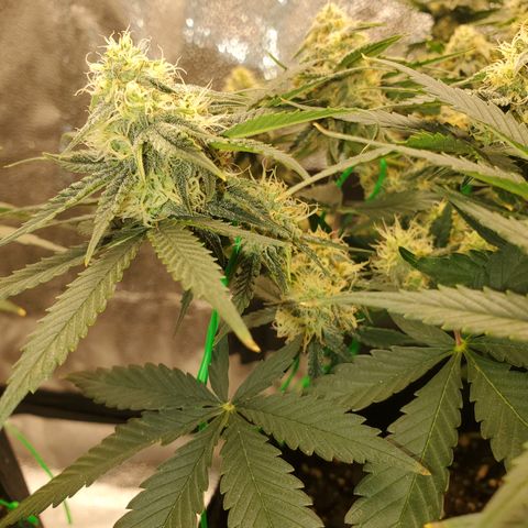 Zkittlez OG Auto growlog timeline photo