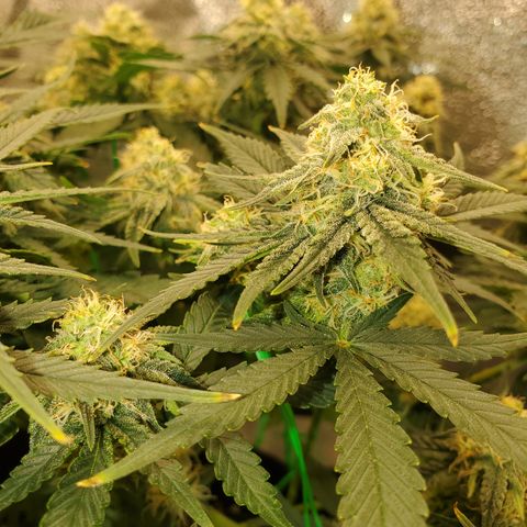 Zkittlez OG Auto growlog timeline photo