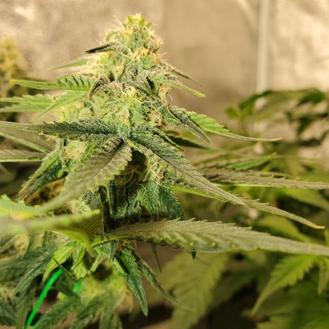 Zkittlez OG Auto growlog timeline photo