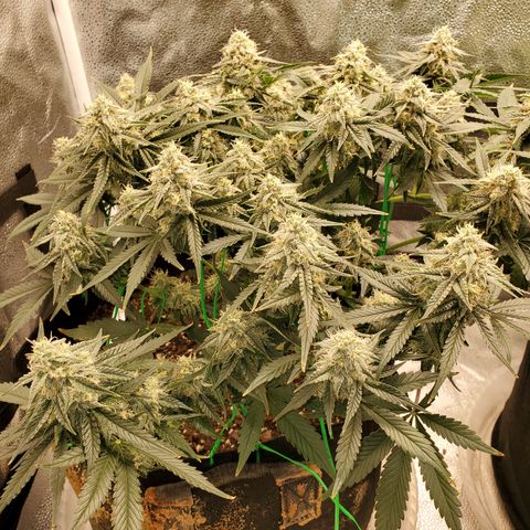 Zkittlez OG Auto growlog timeline photo