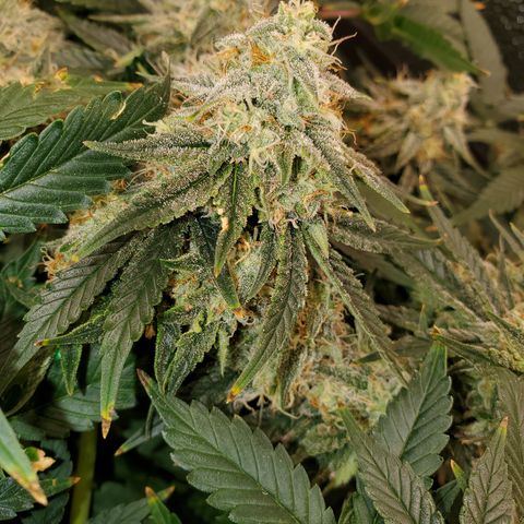 Zkittlez OG Auto growlog photo: She's not far from harvest 