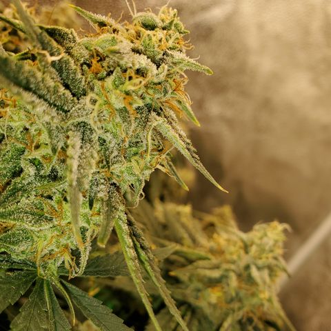 Zkittlez OG Auto growlog timeline photo