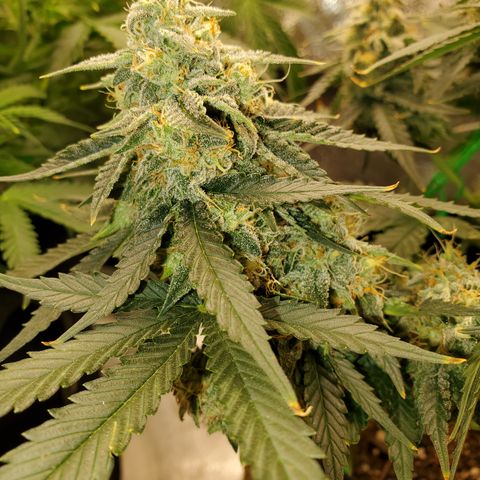 Zkittlez OG Auto growlog timeline photo