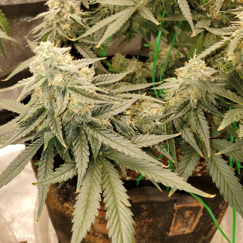 Zkittlez OG Auto growlog timeline photo