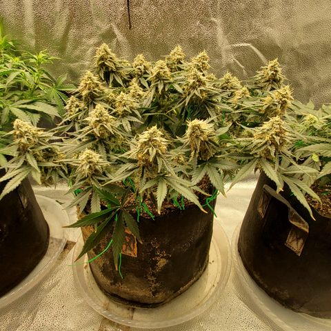 Zkittlez OG Auto growlog timeline photo