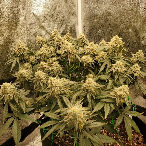 Zkittlez OG Auto growlog photo: Soon baby.. 