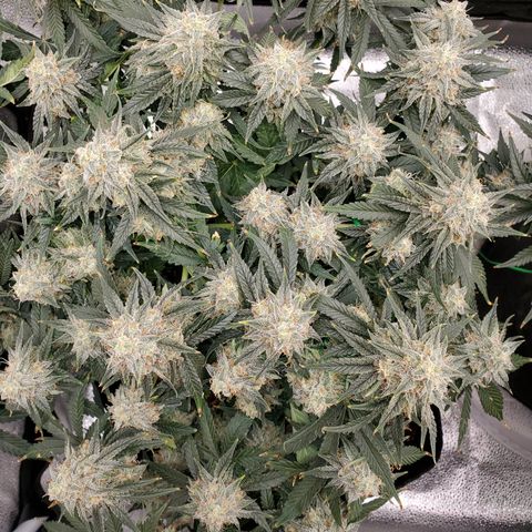 Zkittlez OG Auto growlog photo: Soon baby.. 