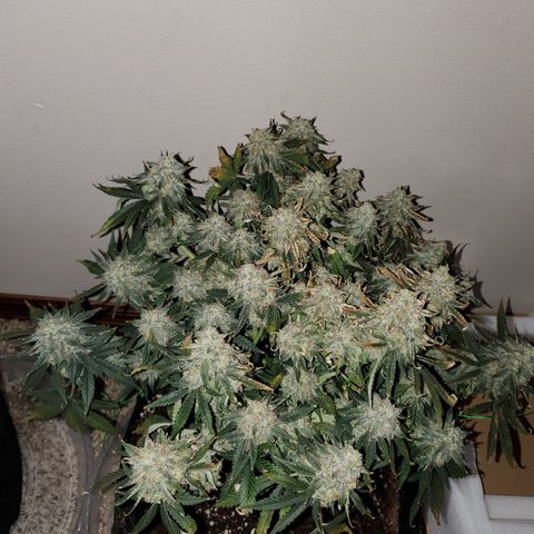 Zkittlez OG Auto growlog timeline photo