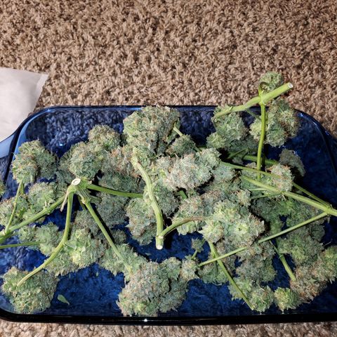 Zkittlez OG Auto growlog photo: Harvested and trimmed 