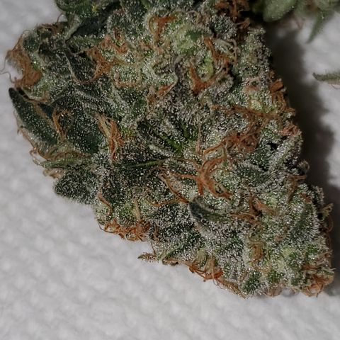 Zkittlez OG Auto growlog photo: Couple buds wet trimmed.. Total weight will come after drying 