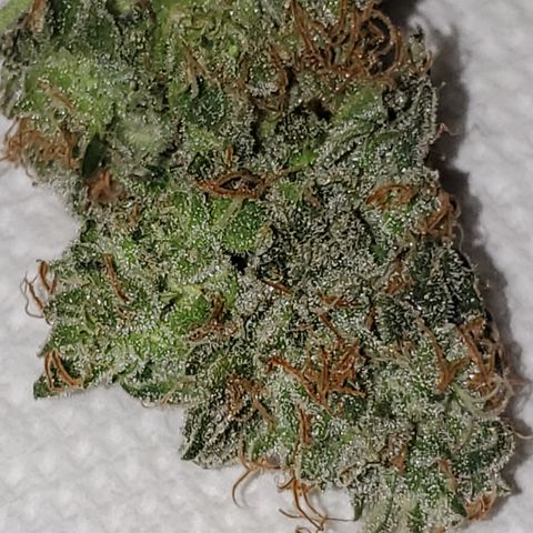 Zkittlez OG Auto growlog photo: Couple buds wet trimmed.. Total weight will come after drying 