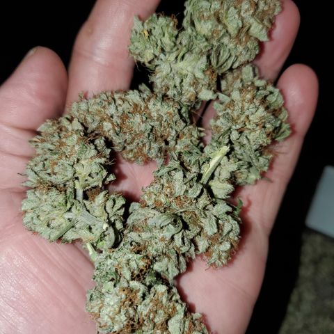 Zkittlez OG Auto growlog photo: 162 grams of dry herb.. 