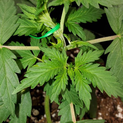 Zkittlez OG Auto growlog photo: 2 weeks 