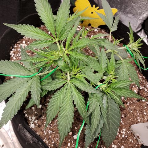 Zkittlez OG Auto growlog photo: 15 days 